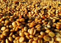 Honey Processed Coffee Beans What is Coffee Honey Processing? Honey Process Coffee Bean Drying Process
