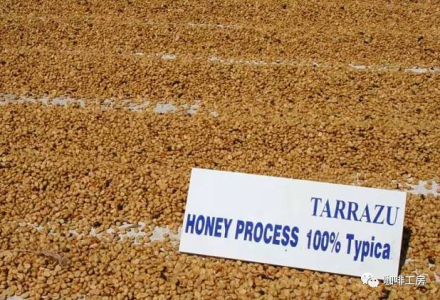 What are the Process Steps of Honey Processing for Coffee Beans? How Do the Flavor and Taste Differ from Washed and Natural Processing Methods?