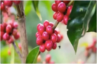 Kenyan Coffee Development, Coffee Growing Regions, Coffee Grading, and Introduction to SL28/SL34 Coffee Varieties