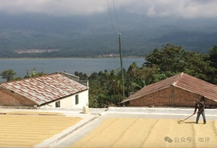 Guatemala Coffee | Introduction to New Oriental Region Geisha Coffee Beans