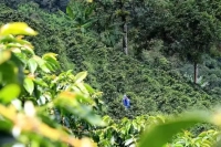 Colombian Coffee | Introduction to FrontStreet Coffee's Huilan Region Boundary Estate Sidra Coffee Beans