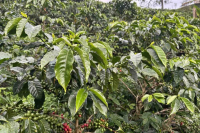 What Coffee Variety is Ombligon? Introduction to Colombia Dividing Line Estate's Ombligon Coffee