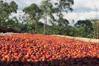 What is the Red Cherry Project? Which Coffee Regions in Ethiopia Implement It? Introduction to Natural Process Red Cherry