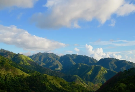 Jamaican Coffee Beans | Introduction to Clifton Estate Blue Mountain No. 1 Typica Coffee Beans from Blue Mountain Region