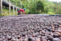 What Does Sidamo G2 Taste Like? How to Brew Sidamo Coffee?