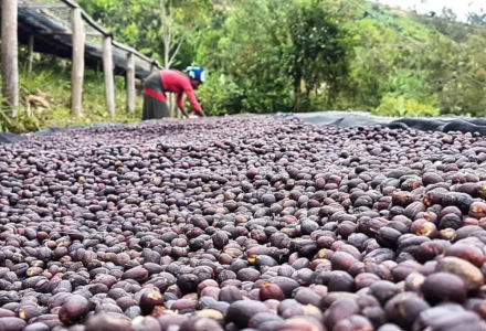 What Does Sidamo G2 Taste Like? How to Brew Sidamo Coffee?