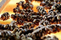 Is Vietnamese Civet Coffee Real? What is it Made of? Why Are Civet Coffee Beans So Inexpensive?