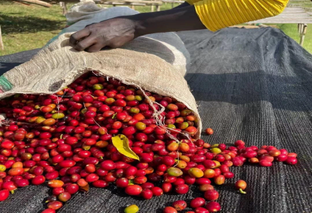 Introduction to Ethiopia Sidamo Region, 74158, and Santa Vini Coffee Beans