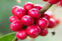 Ethiopian Coffee Beans | Red Label Gold Label Goré Gesha Gesha Village Coffee Bean Grading Varieties Introduction