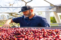 Introduction to Geisha Coffee: Processing Methods, Flavor Profile, Grind Settings, Varieties, Origins, and Estates