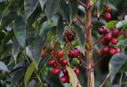 How Many Coffee Regions Are There in Java, Indonesia? What's the Flavor Profile of Indonesian Java Coffee?