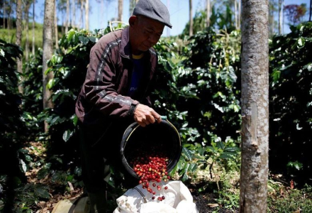 What are Asian Coffees? An Introduction to Asian Coffee Origins and Characteristics
