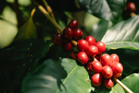 The History of Typica Coffee Bean Variety Spread and Flavor Differences Between Blue Mountain Coffee Washed and Natural Processing Methods