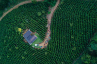 Bolivia Coffee Growing Regions: Introduction to the Origin and Flavor Profile of Bolivian Coffee Beans