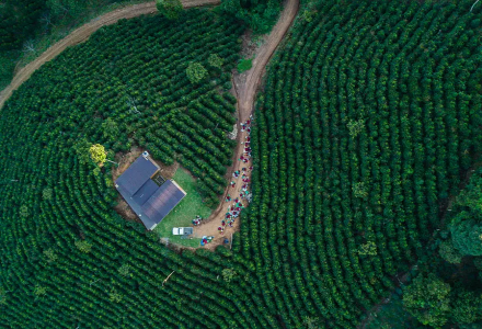 Bolivia Coffee Growing Regions: Introduction to the Origin and Flavor Profile of Bolivian Coffee Beans