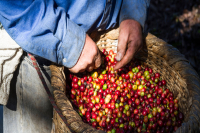 Costa Rica Western Valley Region | The Growing History of Tarrazú Geisha Coffee Beans