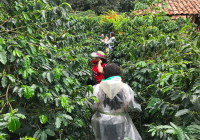 Colombian Single-Origin Coffee Beans: Flavor Profile, Processing Methods, Quality Characteristics, Taste Notes, and Grind Size