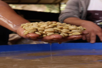Innovative Coffee Processing Method: Enzyme Washed - Enzyme Washed Processing Process, Coffee Bean Flavor Profile