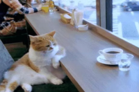 Predict Weather Just by Drinking Coffee?! It's Actually True!