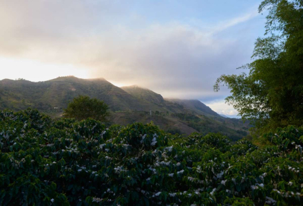 An Introduction to Colombian Coffee Regions: Selected Washed Coffee Beans from Huila Region