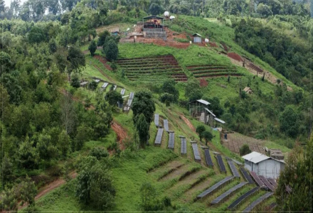 Detailed Guide to Common Coffee Varieties from Global Growing Regions (Part 1)