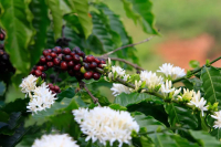 What are the main types of Bolivian coffee beans and their flavor characteristics and stories