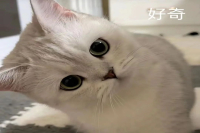 Should You Wait for the Water to Finish Flowing During Three-Stage Pour-Over Coffee Brewing?