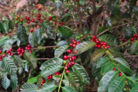 What Are the Differences Between Geisha Grown in Costa Rica and Panama? Introduction to Honey Processed Geisha from Hacienda San Isidro Labrador, Tarrazú Region