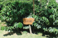 What Other Coffee Varieties Besides Geisha Does Panama's Hacienda La Esmeralda Have? What is Diamond Mountain Coffee?