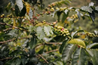 Colombian Coffee Beans | Introduction to Finca Diviso Geisha Coffee Beans from Huila Region