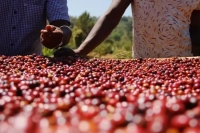 Ethiopian Coffee Beans｜Introduction to Buku Abel Processing Plant's Guji Hambella 