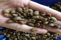 What Are Aged Coffee Beans? What is Aged Mandheling? How is Coffee Aging Processed?