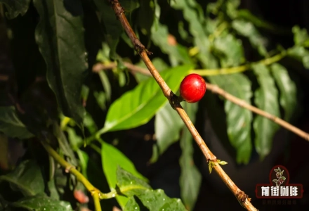 What is Full Red Cherry Natural Process? What Does the Red Cherry Project Mean in Coffee? What is Specialty Coffee?