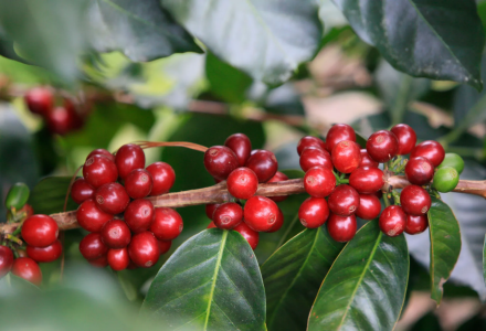 The Origin and Introduction of Catimor Coffee Variety and Yunnan Small-Bean Catimor