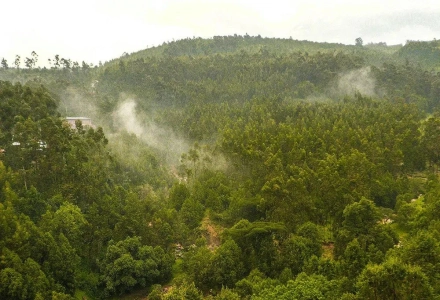 Where is the homeland of Arabica? How does coffee from Ethiopia's Kaffa Forest taste? How to brew heirloom varieties?