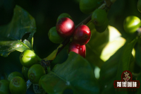 Yunnan Coffee Varieties: Differences in Brewing Taste and Flavor Characteristics between Typica and Catimor Varieties