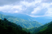 Why is Jamaican Blue Mountain Coffee so expensive? What are the characteristics of Blue Mountain Coffee?