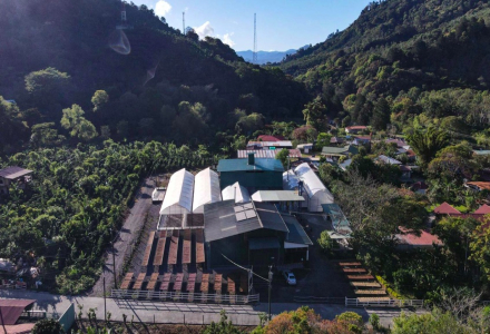 What Coffee Varieties Are Mainly Grown in Costa Rica? Introduction to Obata, H1, and Villa Sarchi Varieties