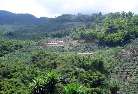 Panama Coffee Beans | Introduction to Boquete Region's Hacienda La Esmeralda Diamond Mountain Coffee