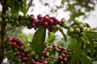 Introduction to Rose Valley Coffee Beans from Datree Estate in Colombia's Santander Region