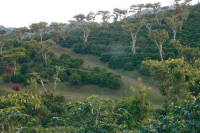 Guatemala Coffee Beans | Introduction to Finca Flor de Café La Minita from Antigua Region