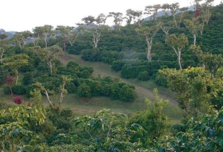Guatemala Coffee Beans | Introduction to Finca Flor de Café La Minita from Antigua Region