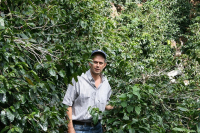 Panama Kotowa Estate Duncan Estate Natural Caturra Coffee Beans