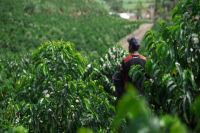 What are the Characteristics of Ecuador's Coffee Regions? Are Ecuadorian Coffee Varieties Arabica?