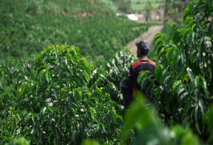 What are the Characteristics of Ecuador's Coffee Regions? Are Ecuadorian Coffee Varieties Arabica?