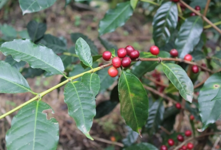 The Development of Jamaican Coffee, Blue Mountain Coffee, and Jamaica Blue Mountain No. 1 Coffee