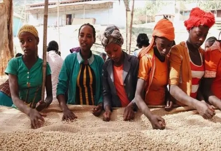 Ethiopian Coffee Beans | Flavor Profile of Worka Cooperative Premium Coffee Beans & Understanding the Cooperative Production Model