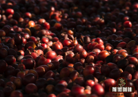 Asian Coffee Beans Yunnan Coffee Cultivation History Varieties Coffee Flavor Characteristics Introduction