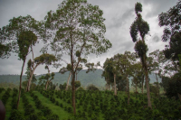 What are Ethiopian Coffee Varieties 74158 and 74110?