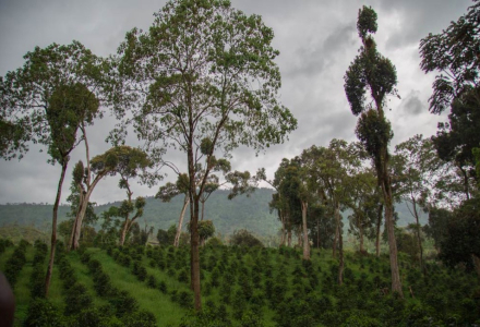 What are Ethiopian Coffee Varieties 74158 and 74110?